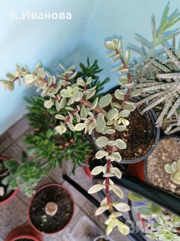 Цветя, снимка 2 - Декорация за дома - 32877351