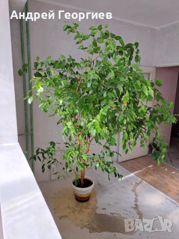 Фикус Бенджамин - над 2метра височина, снимка 3 - Стайни растения - 50968426
