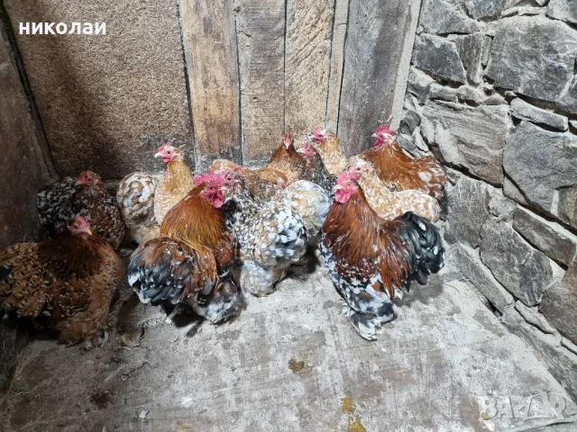 Продавам яйца от мини кохин порцелан, снимка 11 - други­ - 49700572