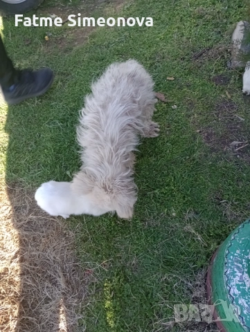 Малки кученца 