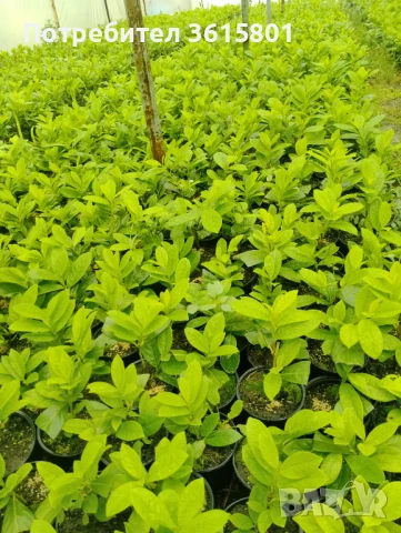 Лавровишна новита 4лв, снимка 9 - Градински цветя и растения - 51303378