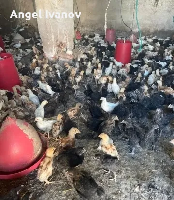 продавам пилета кръстоска за яйца и месо, снимка 1