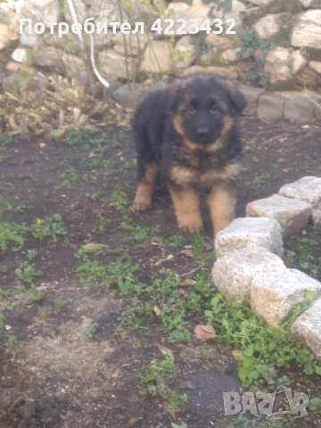 Немски овчарки, снимка 4 - Немска овчарка - 52964959