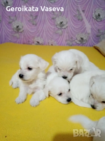 мини малтийски болонки, снимка 7 - Болонка - 53255121