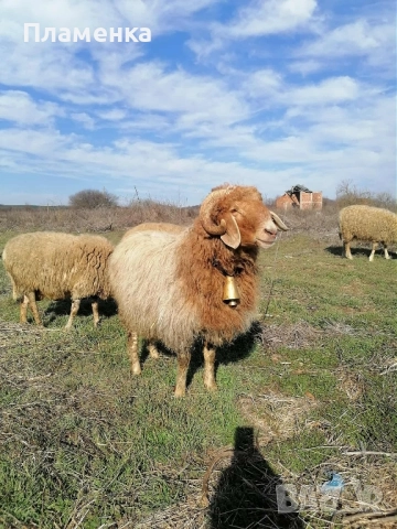 Продавам овен Аваси, снимка 2 - Овце - 52438558