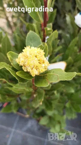 Laurus nobilis (Дафинов лист), снимка 2 - Градински цветя и растения - 49779549