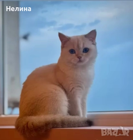 	🐱 Британска сребърна чинчила – на 1 г., с родословие