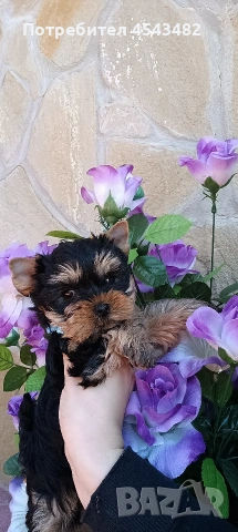 йоркширски териер мини йорки 