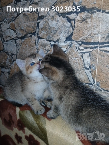 британска чинчила с родословие 600лв , снимка 3 - Британска късокосместа - 53013627