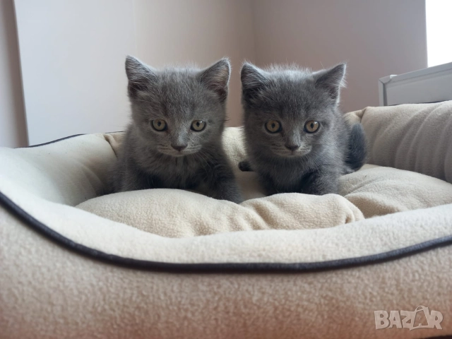 Британски Котета момичета , снимка 6 - Британска късокосместа - 52917445