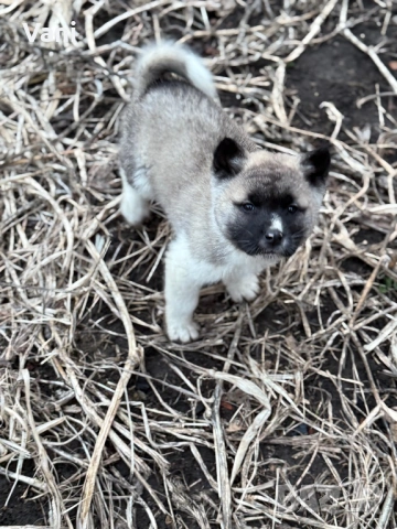 Америкаска акита , снимка 9 - Акита - 53493494