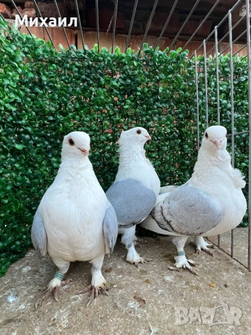 Сатинети, Унгарци, снимка 2 - Гълъби - 53406751