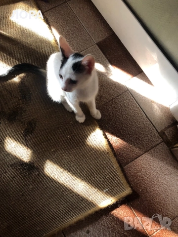 Мило момиче търси дом, снимка 8 - Други - 51559333