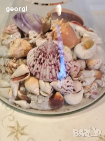 масивна стъклена купа с колекция морски миди, рапани и охлюви   7/4, снимка 5 - Колекции - 49855012