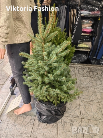 коледна елха в саксия-жива, снимка 7 - Градински цветя и растения - 52524694