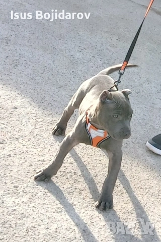 американски були , снимка 3 - Английски булдог - 53262264