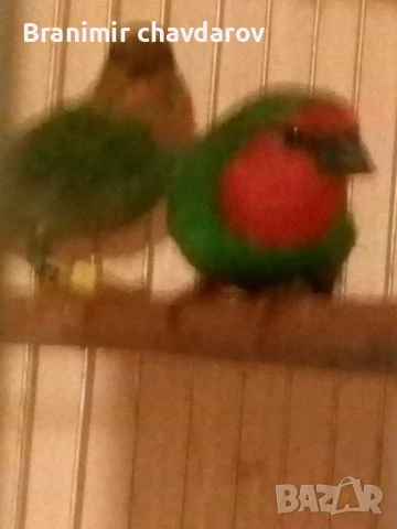 продавам амадини , снимка 12 - Амадини - 51182745