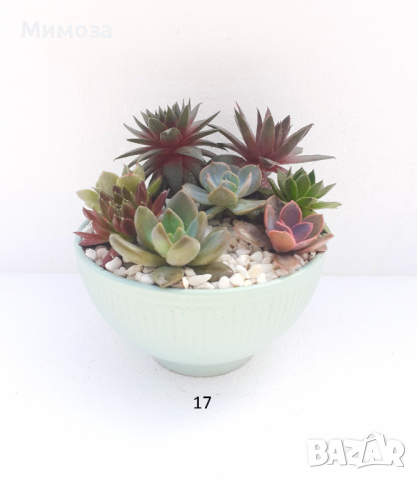 Сукуленти подаръци 