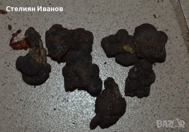 Анемоне – синьо (Anemone blanda 'Blue Shades') –  грудки, снимка 2 - Сортови семена и луковици - 52372708