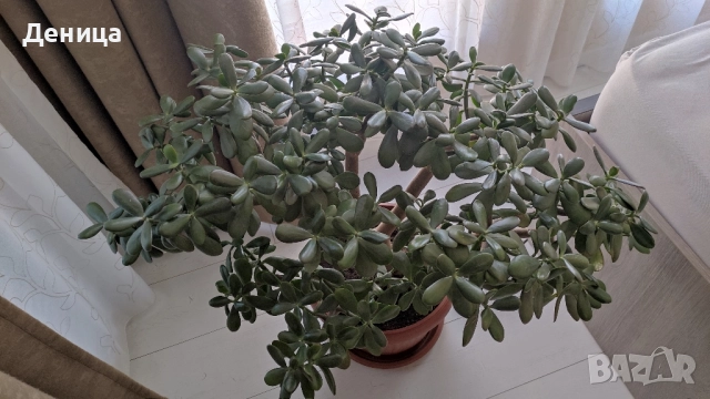 Дърво на живота, 75 см, снимка 3 - Стайни растения - 51717939