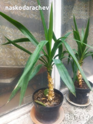 Слонска стъпка, слонска юка различни големини, снимка 9 - Стайни растения - 38750567