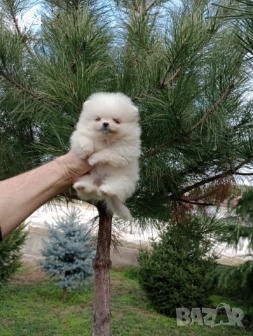 Женски Померани. Реални снимки от 22.12.25 г, снимка 3 - Померан - 52829028