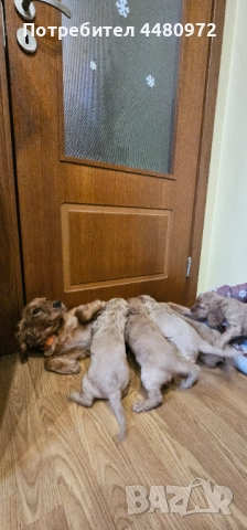 Свободни 4 мъжки кученца кокер шпаньол/пудел, снимка 4 - Кокер шпаньол - 52970610
