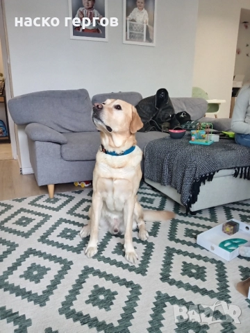 лабрадор за разплод