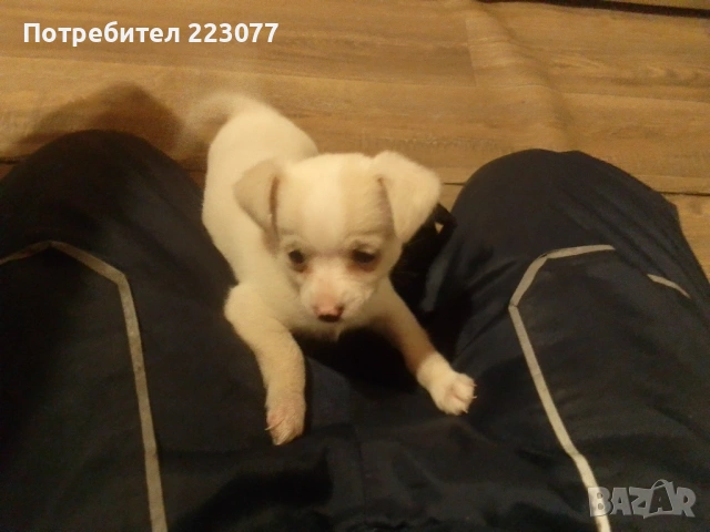 Пинчер, снимка 12 - Пинчер - 53012866