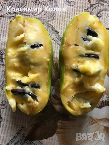 Индиански банан, Асимина трилоба, Asimina triloba,семена и растения, снимка 4 - Разсади - 27092676