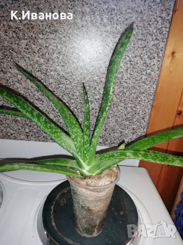 Цветя, сукуленти - Хавортия, Каланхое, Алое, Граптопеталум, снимка 7 - Стайни растения - 38404349