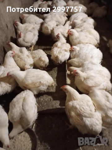 Кокошки, снимка 1