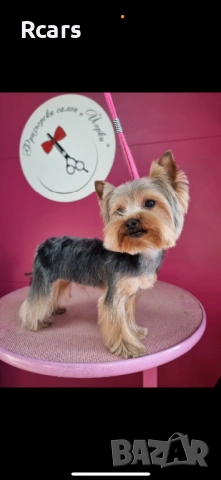 Мъжко мини йорки търси своята дама, снимка 2 - Йоркширски териер - 53051855