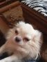 продавам чихуахуа дългокосместо , снимка 1
