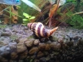 Аквариумни растения,охлюви, скариди , снимка 2