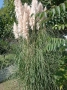 Пампаска трева , снимка 1