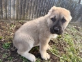 Кученца АЛАБАЙ(САО), снимка 7