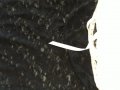 Потник-бюстие с аксесоар за ръката, черна дантела с бял завършек, снимка 4