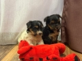 Мини йоркширски териерчета, снимка 3