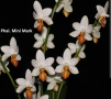 Орхидея фаленопсис Mini mark, снимка 1 - Стайни растения - 44899062