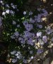 Есенни астри, снимка 1 - Градински цветя и растения - 38088636