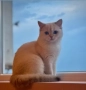 	🐱 Британска сребърна чинчила – на 1 г., с родословие, снимка 1
