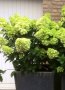 Хортензия Мохито (Ново), снимка 1 - Градински цветя и растения - 40718761