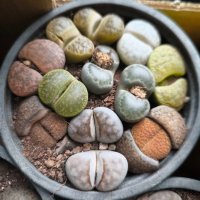 Lithops/живи камъчета/, снимка 6 - Стайни растения - 39521079
