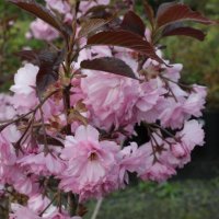 Prunus Royal Burgundy(Прунус Роял Бургунди), снимка 3 - Градински цветя и растения - 43818296