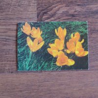 Пощенски картички Честита Пролет от 1982 и 1988 г. - нови , снимка 5 - Колекции - 27967000
