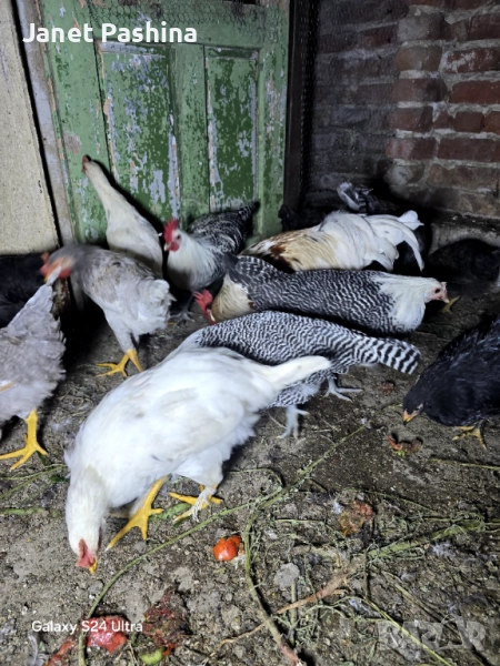 Петли от породата легхорн  и бракел, снимка 1