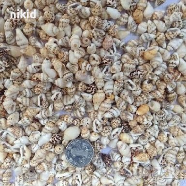 мини рапани рапанчета морска декорация украса , снимка 1