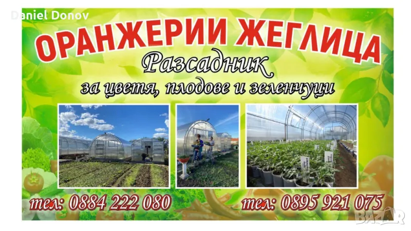 Разсад 150 сорта домати, зеленчуци и цветя, снимка 1