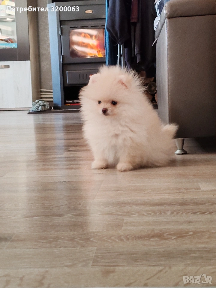 Померан мини мъжко , снимка 1
